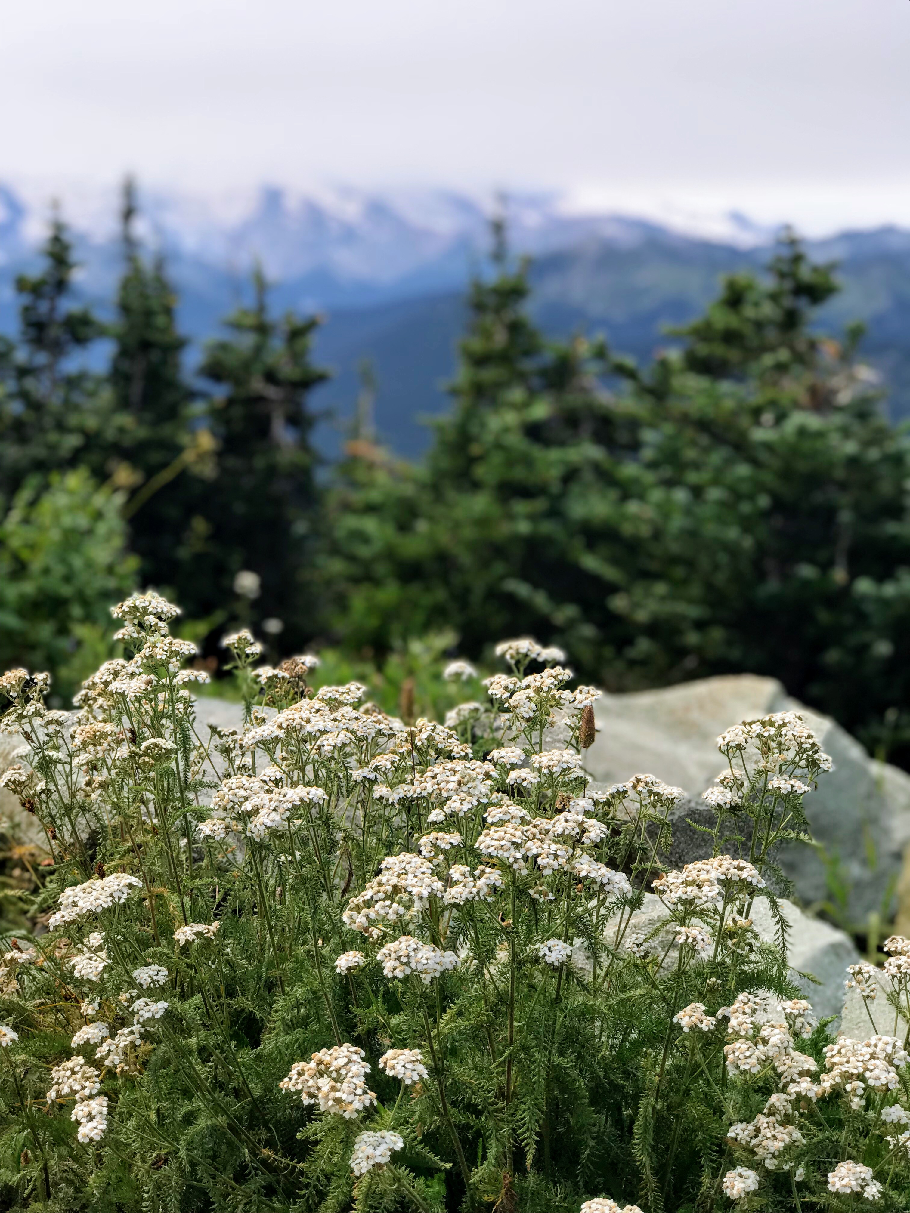 Family Trip to Seattle - Crystal Mountain Summit