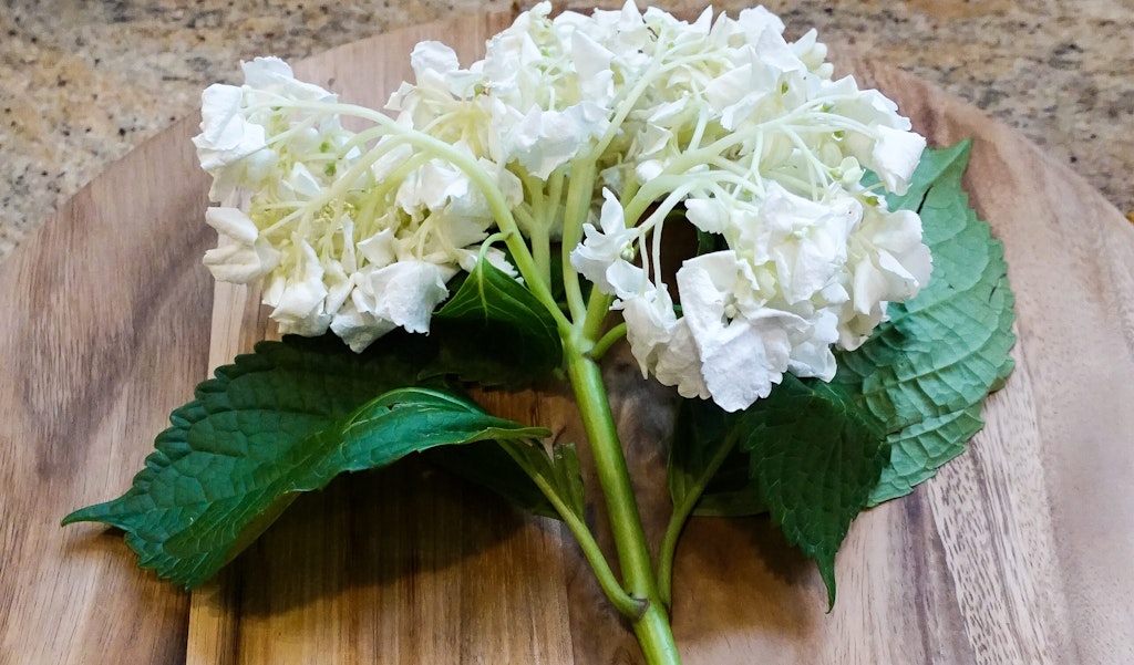 How to Revive Wilted Hydrangeas