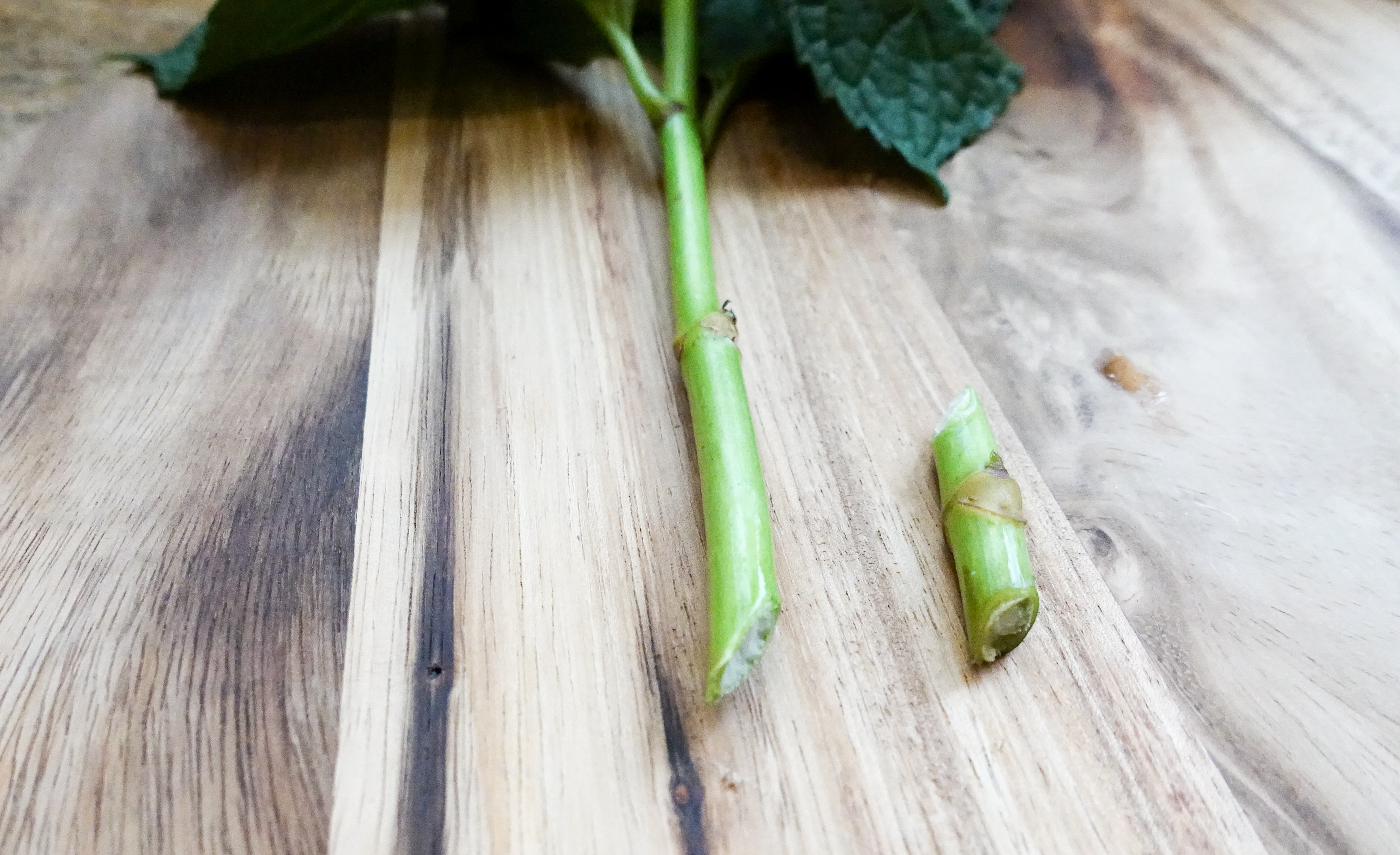 How to Revive Wilted Hydrangeas