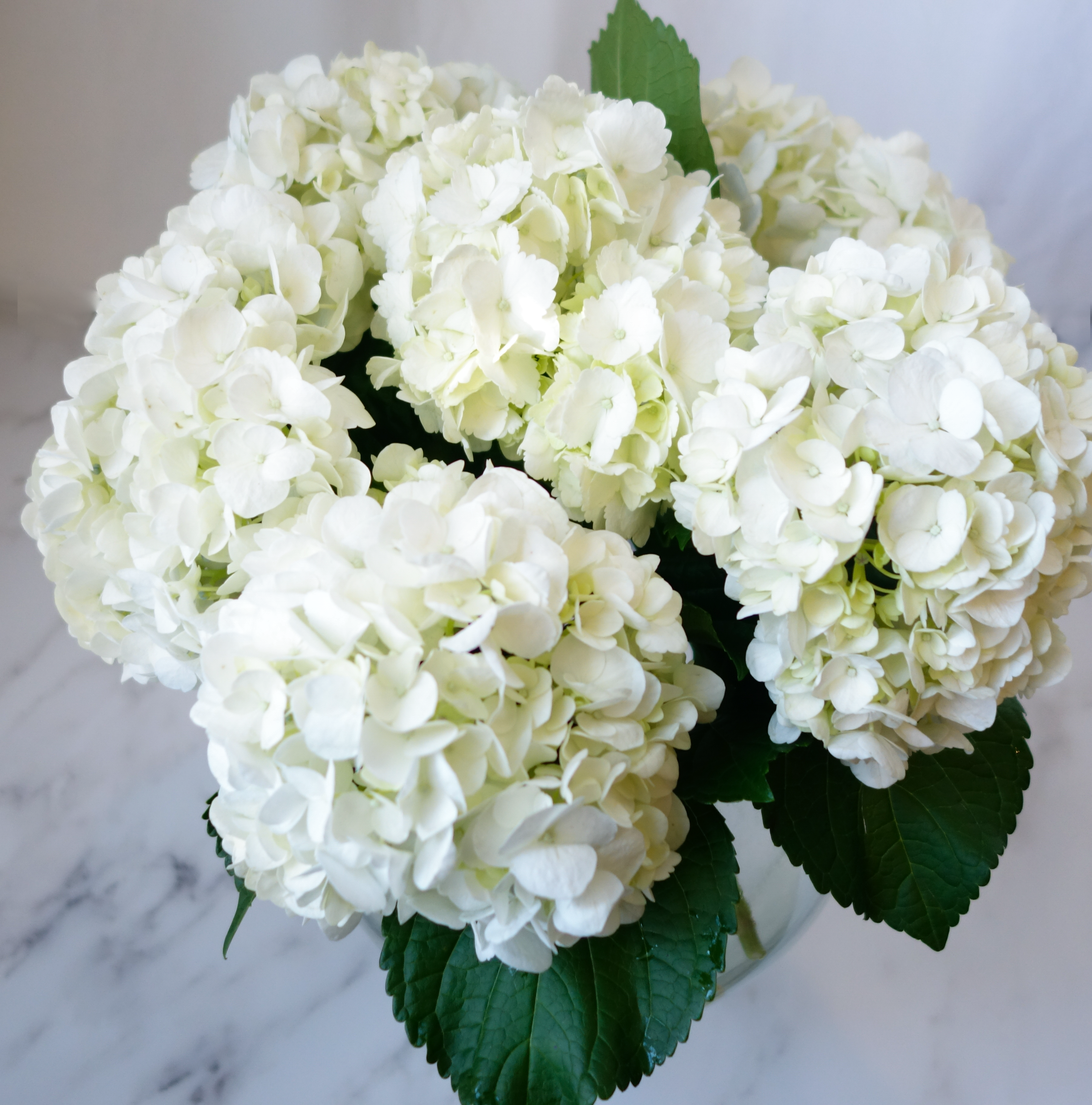 How to Revive Wilted Hydrangeas South Lumina Style