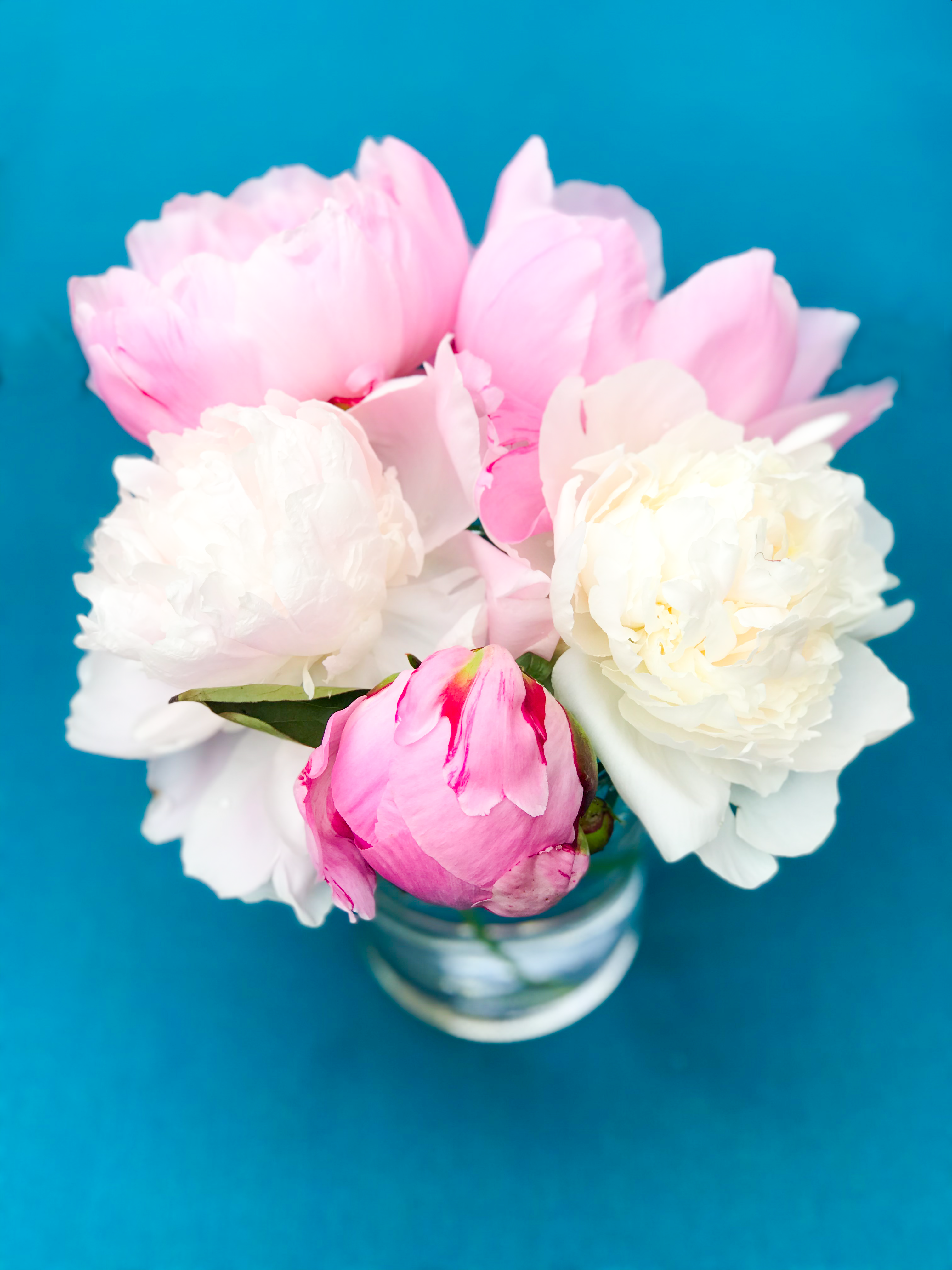 How to Get Ants Off of Peonies and Store Peony Flowers