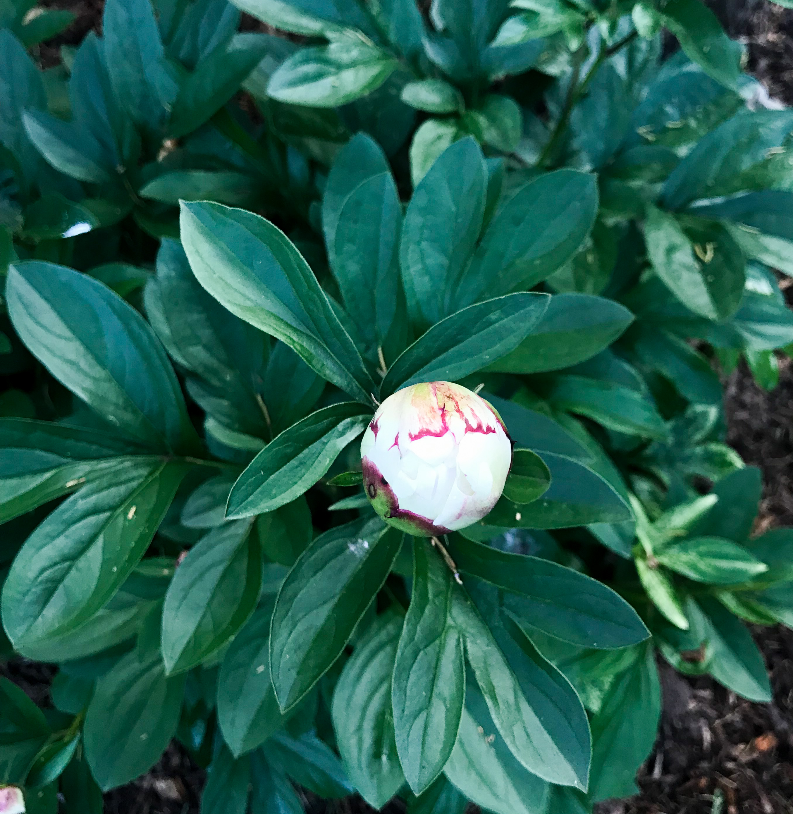 How To Get Ants Off Of Peony Flowers South Lumina Style   When To Cut Peony Flowers 