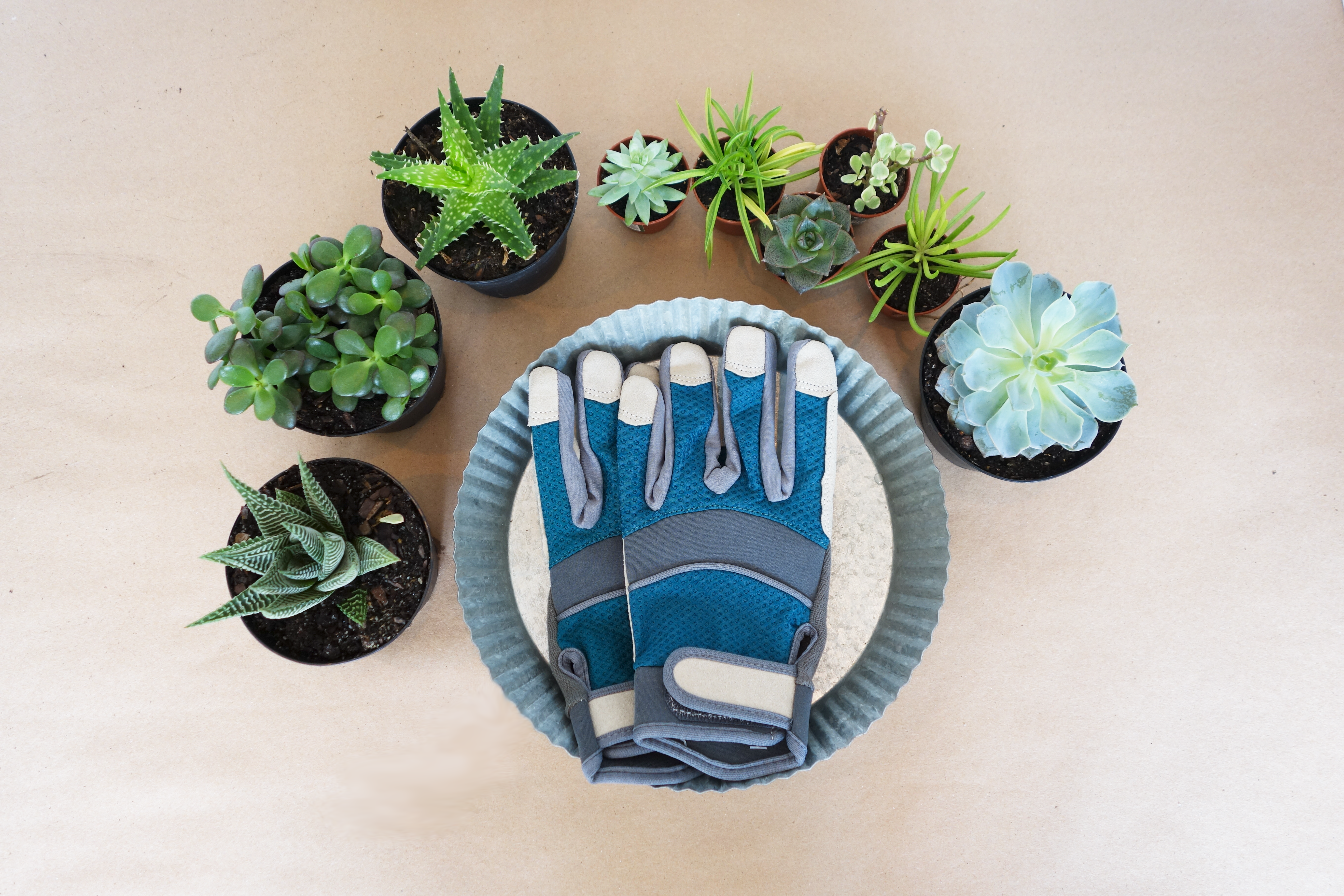 indoor succulent garden