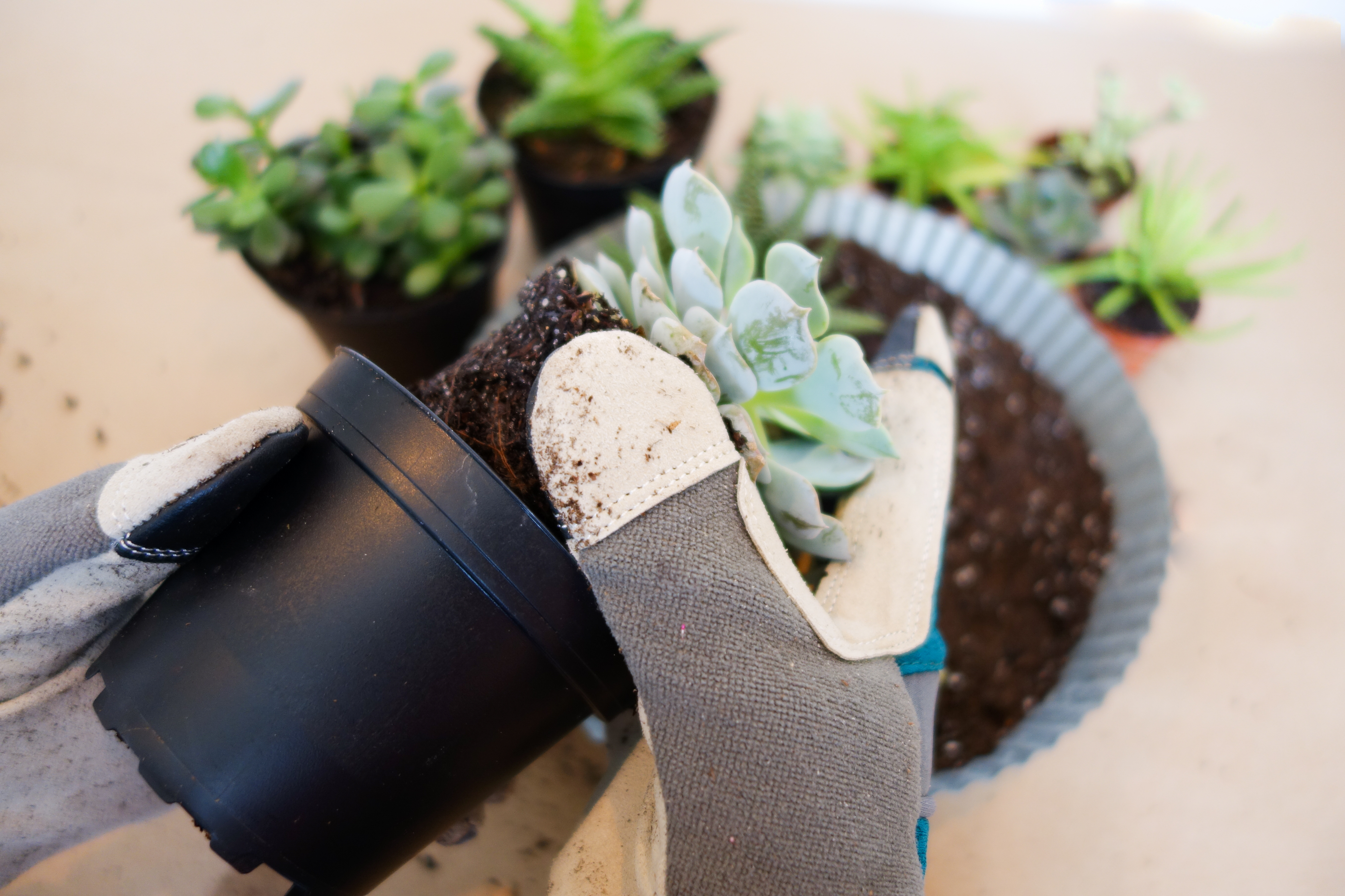 planting succulent garden