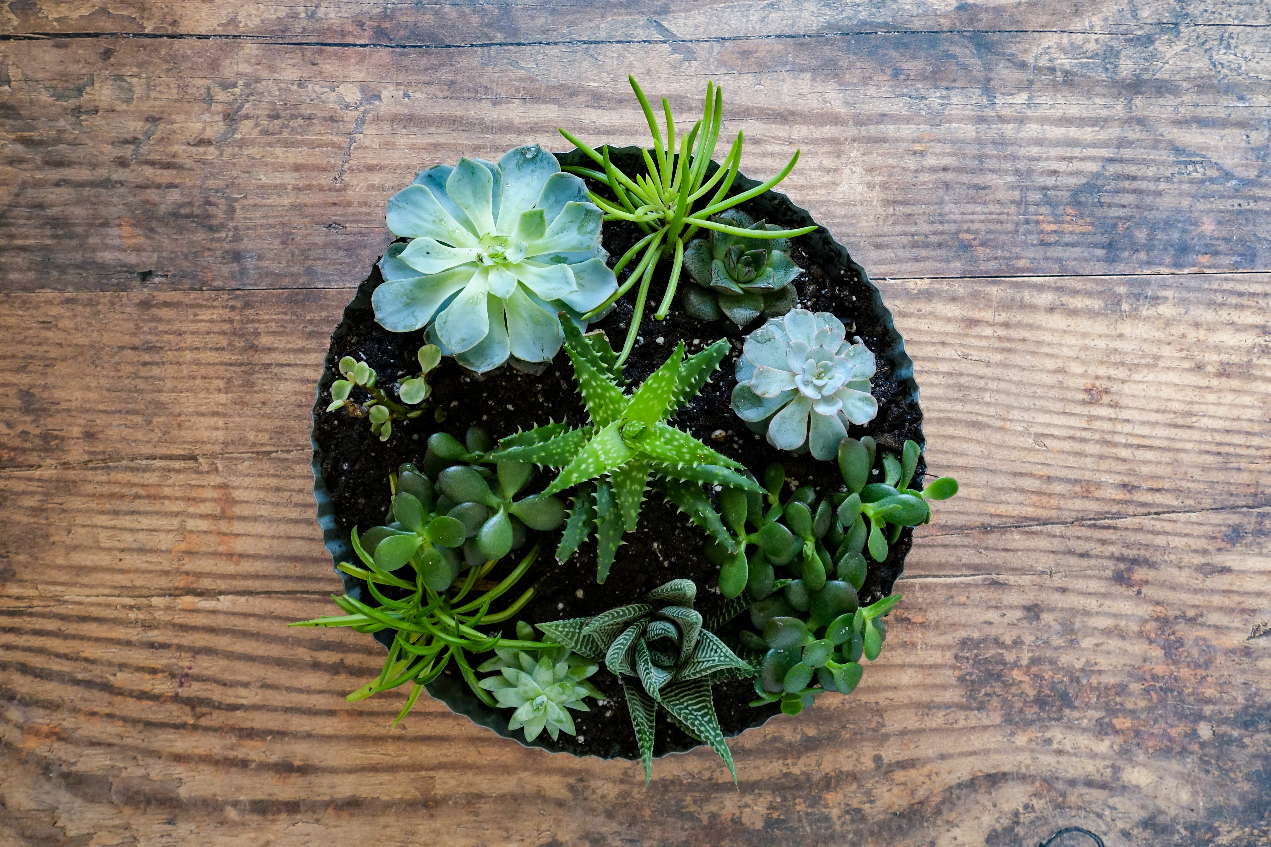 succulents