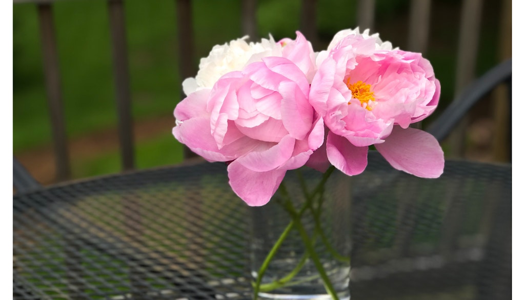 How To Get Ants Off Of Peony Flowers