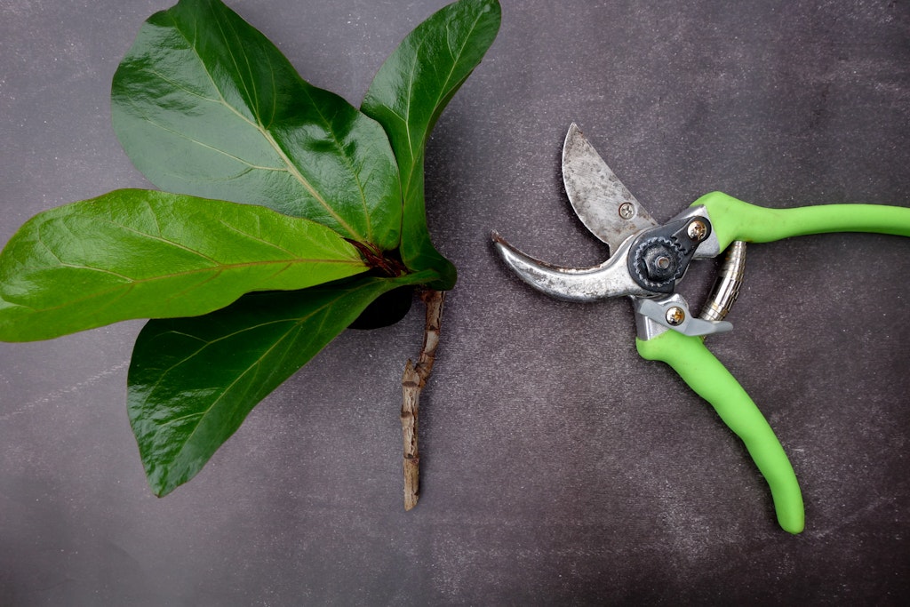 How to propagate fiddle leaf fig