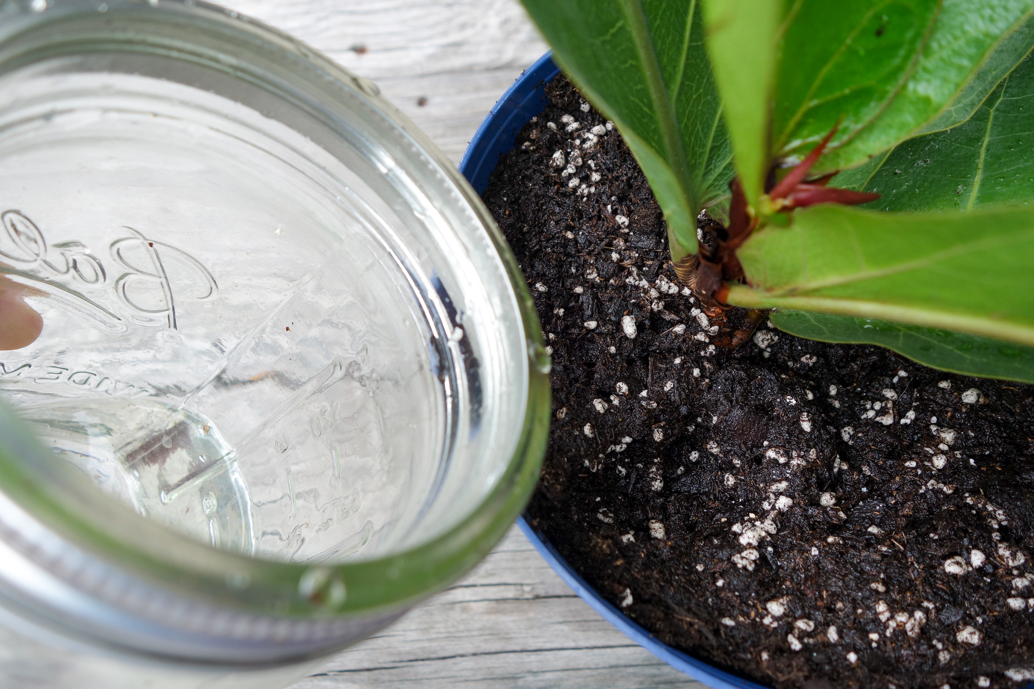 how to propagate your fiddle leaf ficus tree