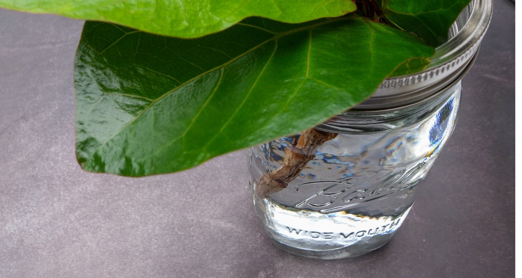How To Propagate A Fiddle Leaf Fig Tree