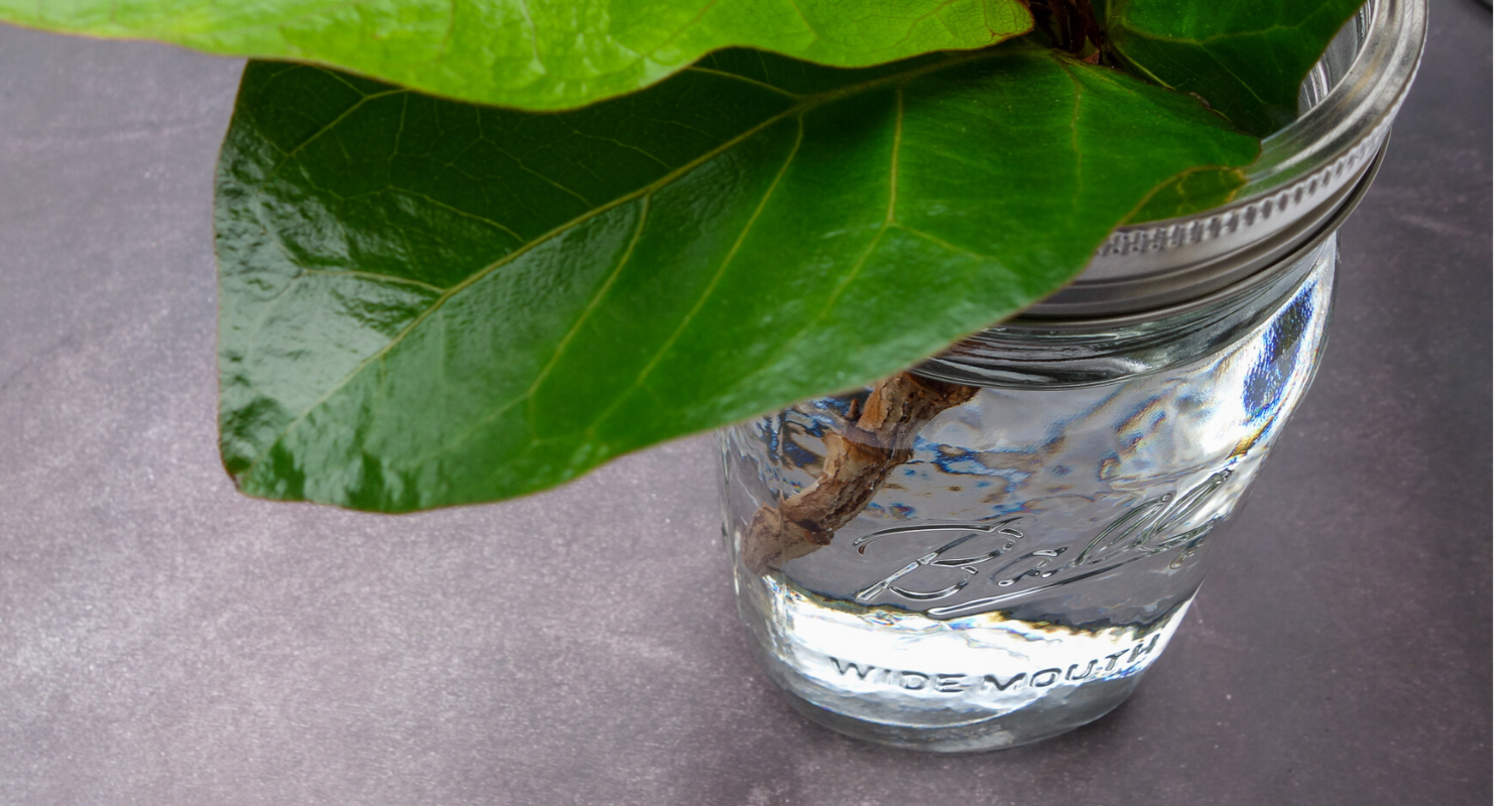 how-to-propagate-a-fiddle-leaf-fig-tree-south-lumina-style