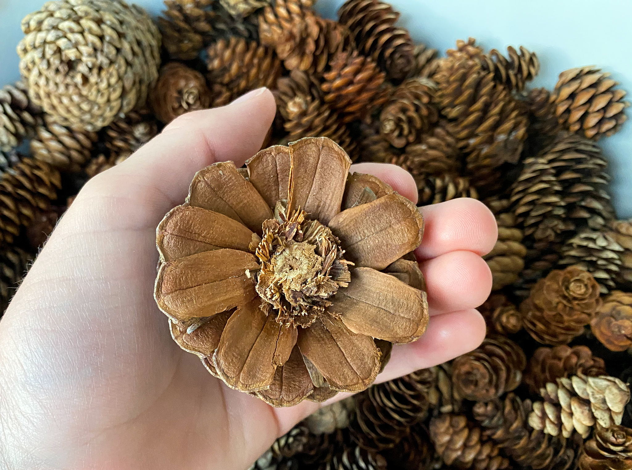 diy pinecone flowers