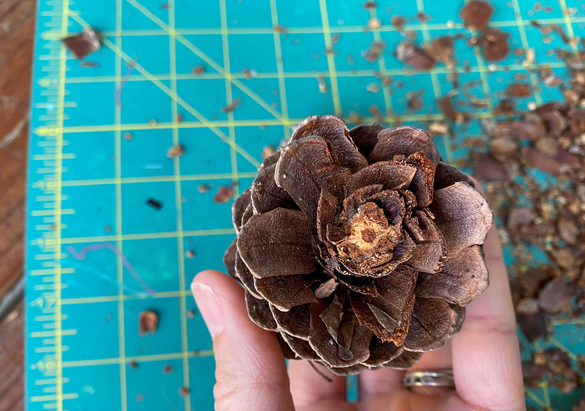 diy pinecone flowers