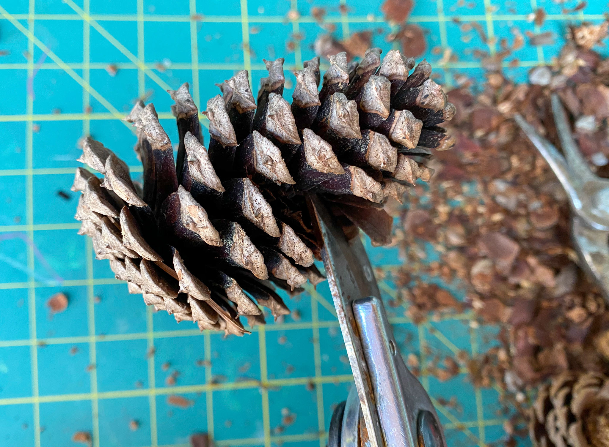 diy pinecone flowers
