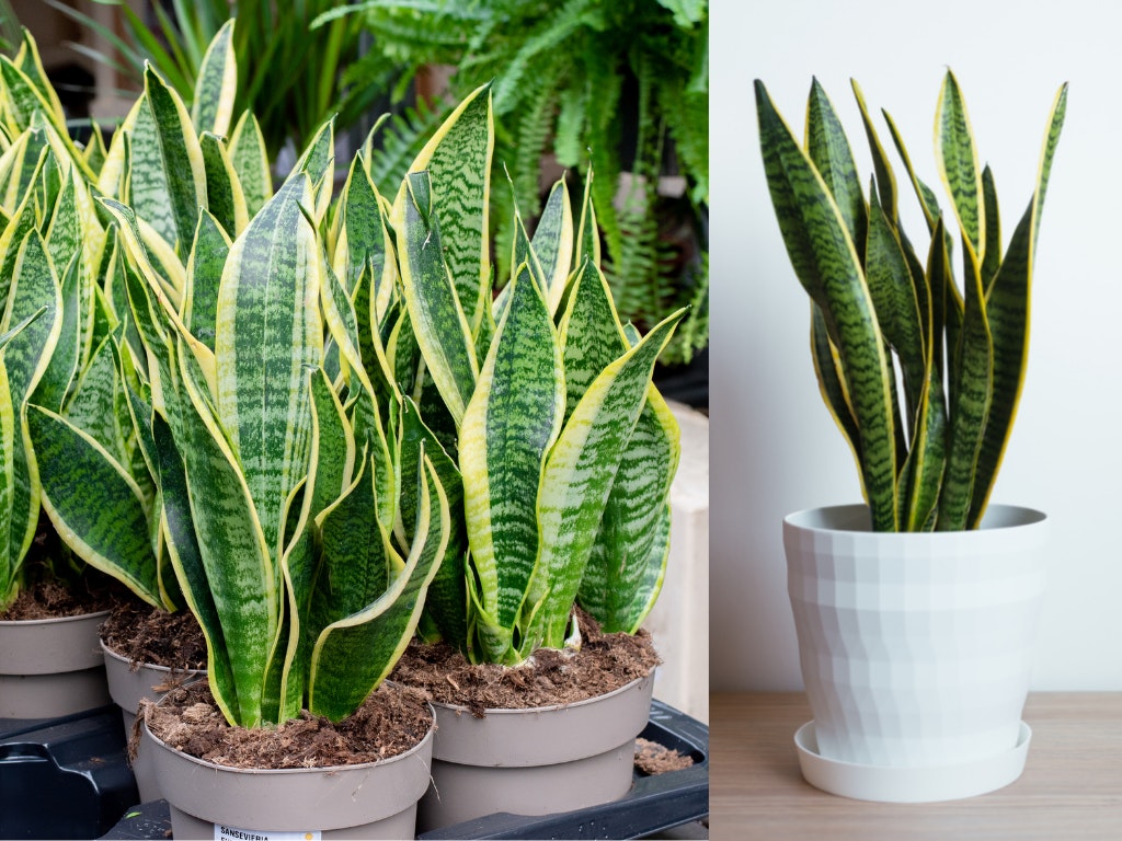 houseplants designers love and use often