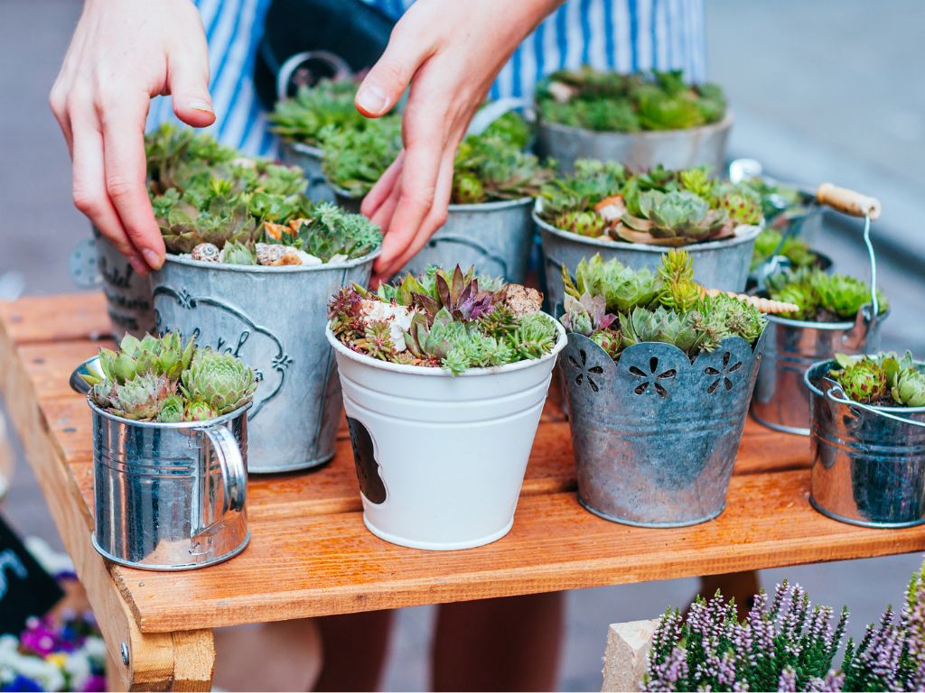 houseplants designers love and use often