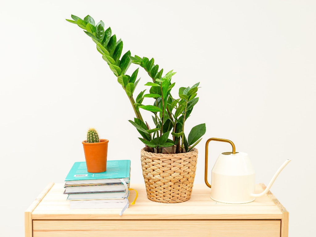 houseplants designers love
