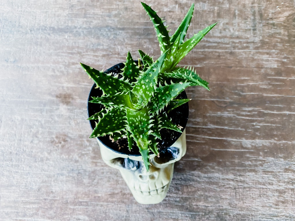 halloween skull planter
