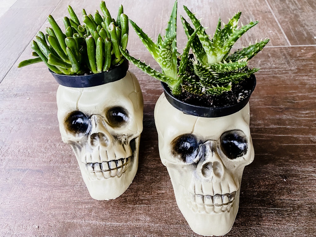 Halloween skeleton planters