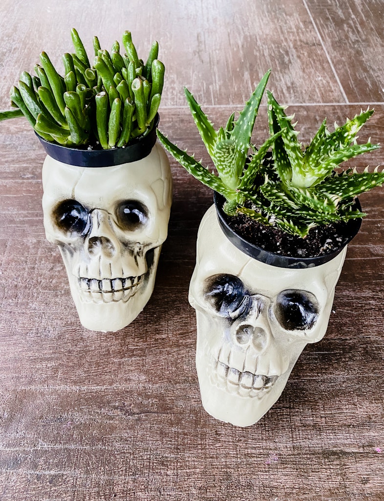 dollar store halloween skull planter decoration