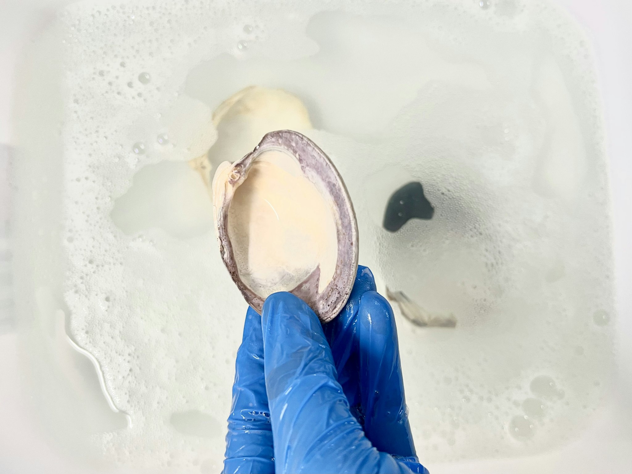 How To Clean Seashells - South Lumina Style
