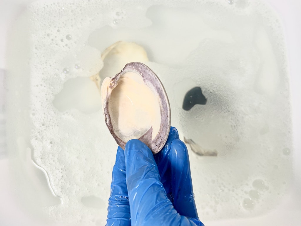 Rinse off shells cleaning seashells