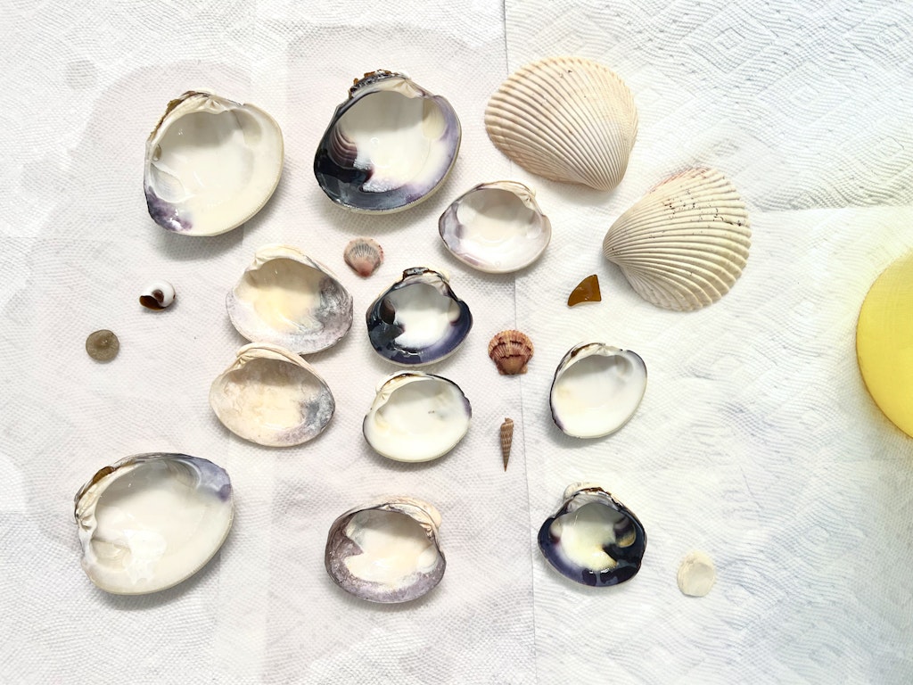 how to clean seashells dry shells