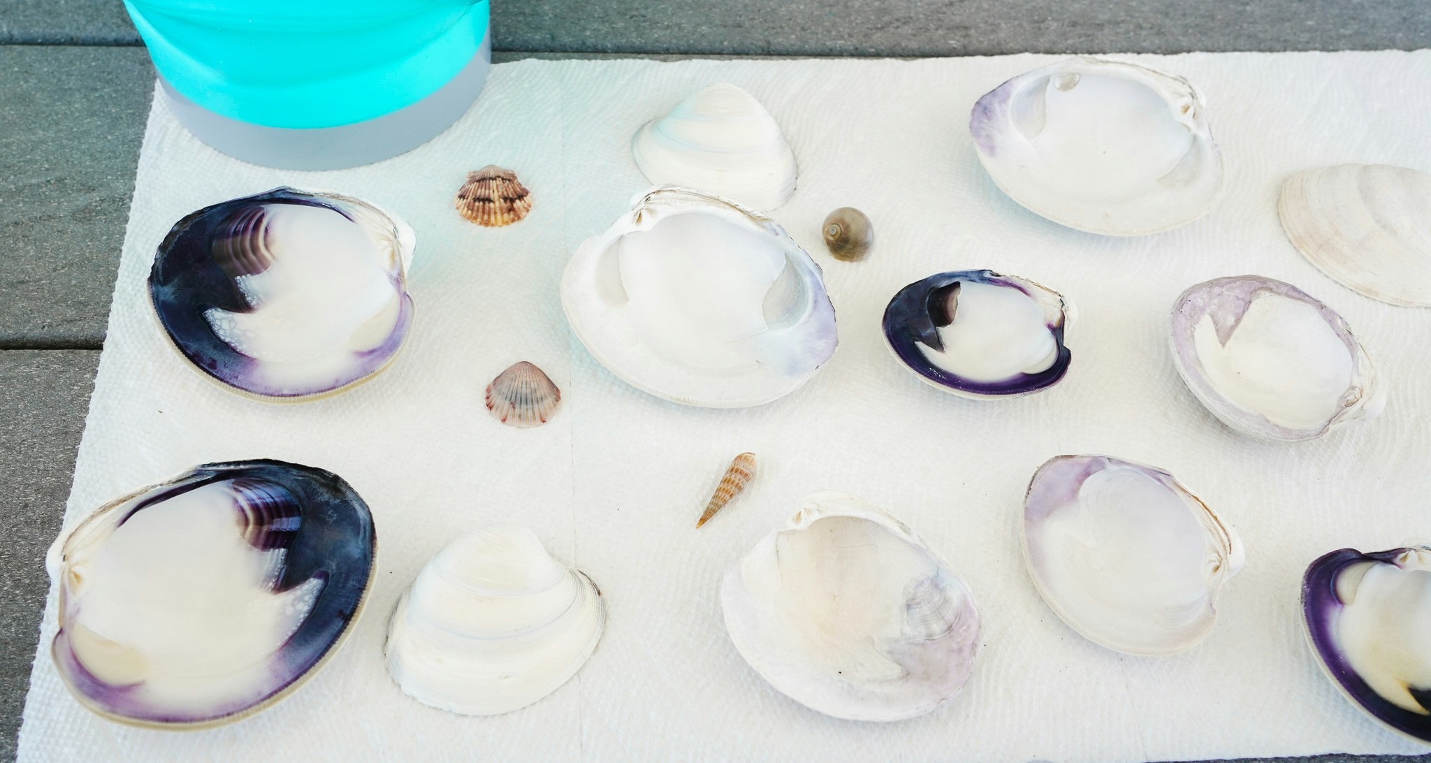 How To Clean Seashells