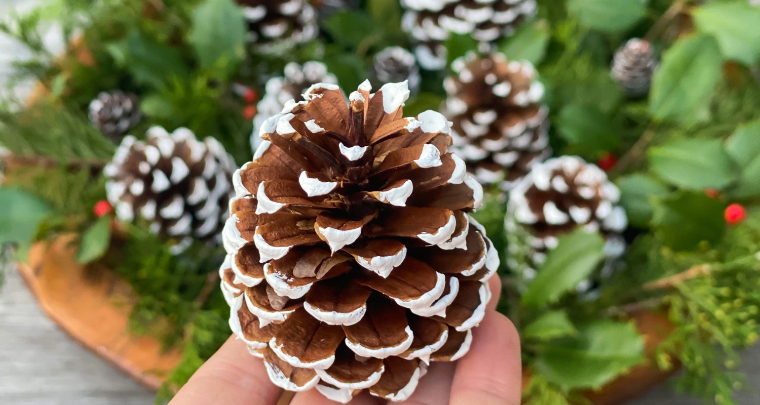 snowy pinecones